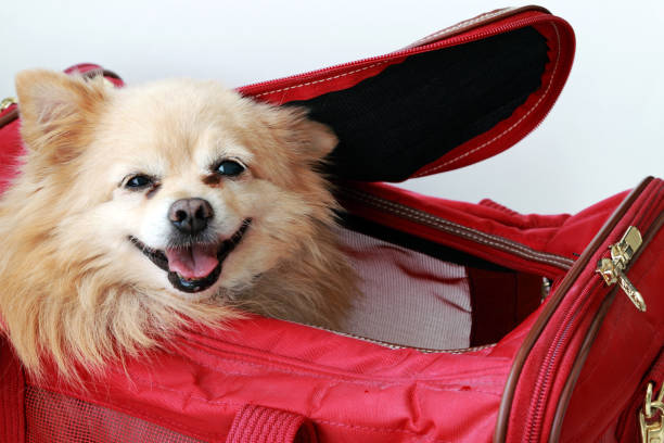 A Stylish and Practical Choice: Choosing the Right Dog Travel Suitcase