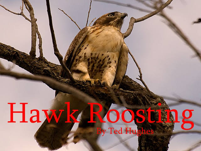 Hawk Roosting by Ted Hughes 