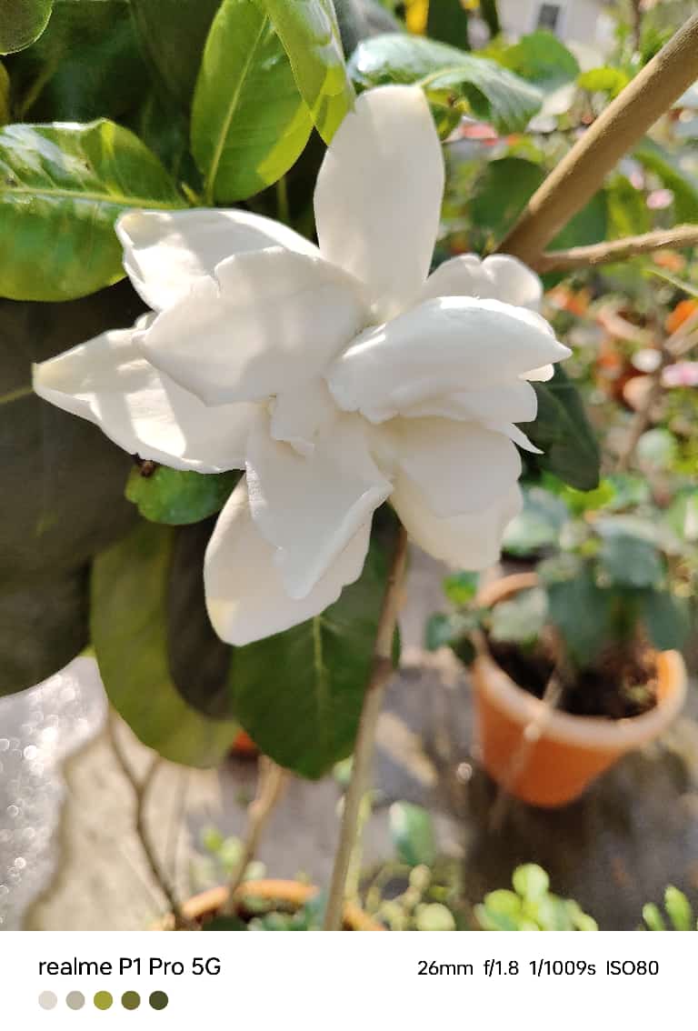 ଅବୁଝା ପ୍ରେମିକା 