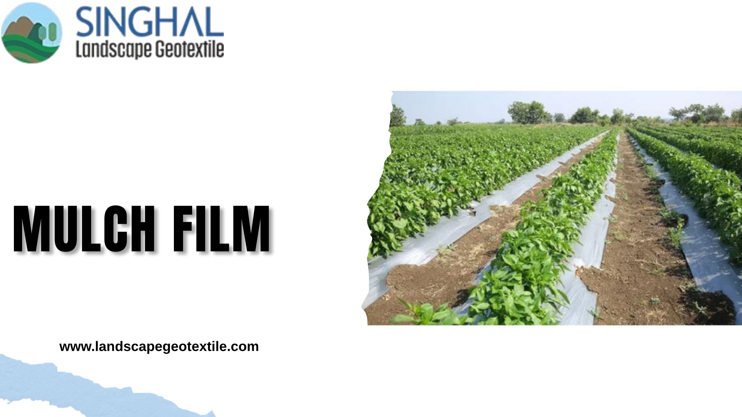 Leading Mulch Film for Better Crop Growth and Protection