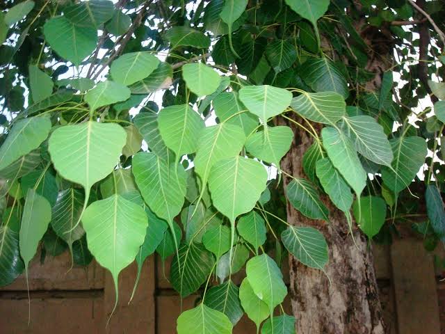 ଅଶ୍ୱତ୍‌ଥ ବୃକ୍ଷ ସାକ୍ଷାତ୍ ନାରାୟଣ