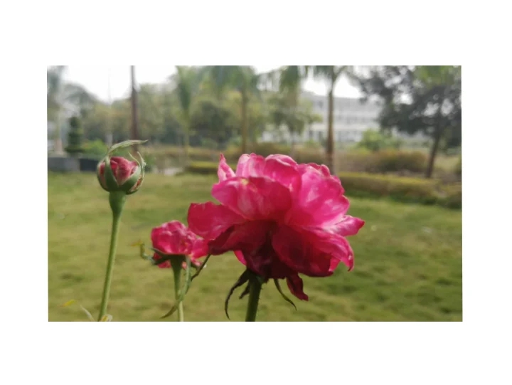 ଆଜିର ସମୟ ଓ ହଜିଯାଉଥିବା ପ୍ରକୃତ ପ୍ରେମ
