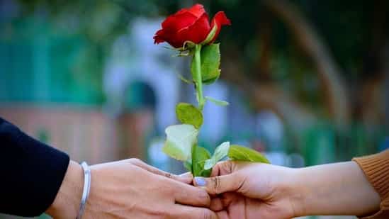 ଗୋଲାପ ଦିବସ🌹