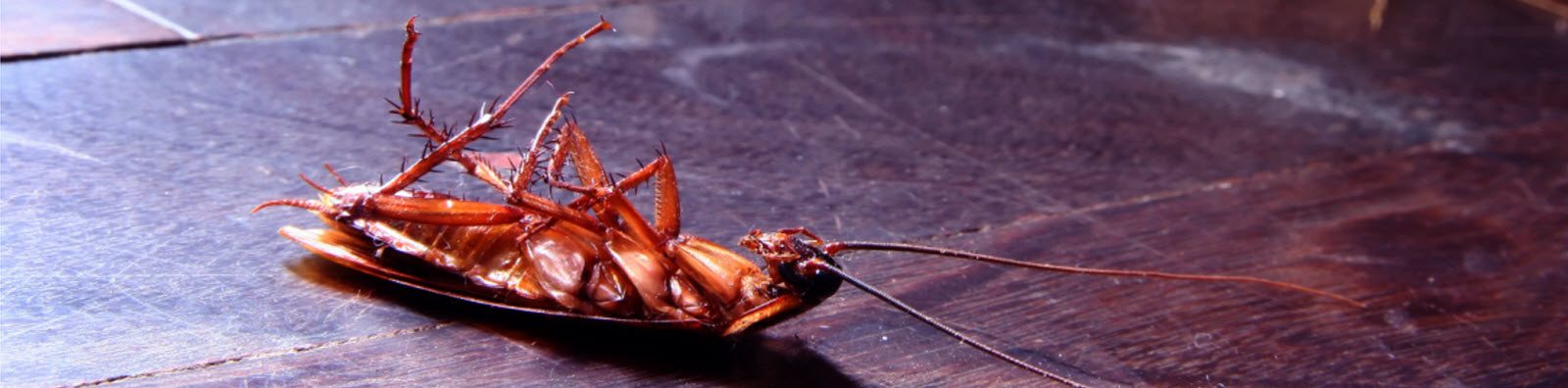 10 Simple Ways to Reduce Pest Problems Around Your San Antonio Property
