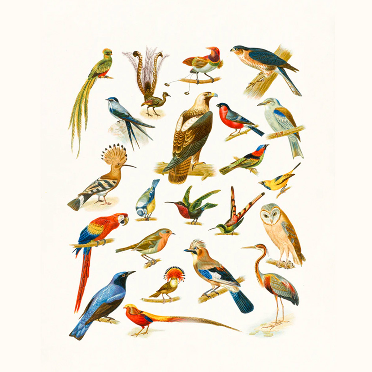 ରାଷ୍ଟ୍ରୀୟ ପକ୍ଷୀ ଦିବସ (National Bird Day)