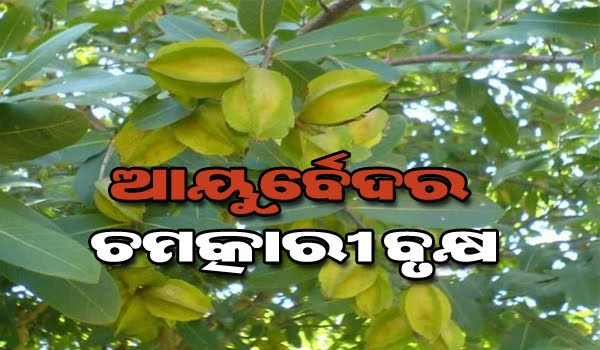 ଅଜୁର୍ନ ଗଛ – ଉଚ୍ଚ ରକ୍ତଚାପ ଓ ଡାଇବେଟିସ ରେ ଗୁଣକାରୀ ଔଷଧୀୟ ଗୁଣ