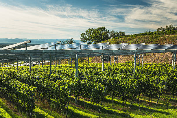 How Agrivoltaics Is Reshaping Germany’s Energy Landscape