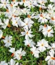 ଝରା ଶେଫାଳି 