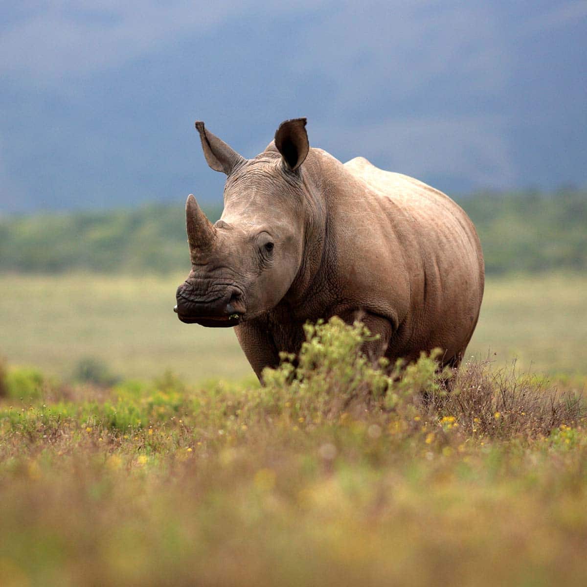 ବିଶ୍ଵ ଗେଣ୍ଡା ଦିବସ – ସୁରକ୍ଷାର ସଙ୍କଳ୍ପ