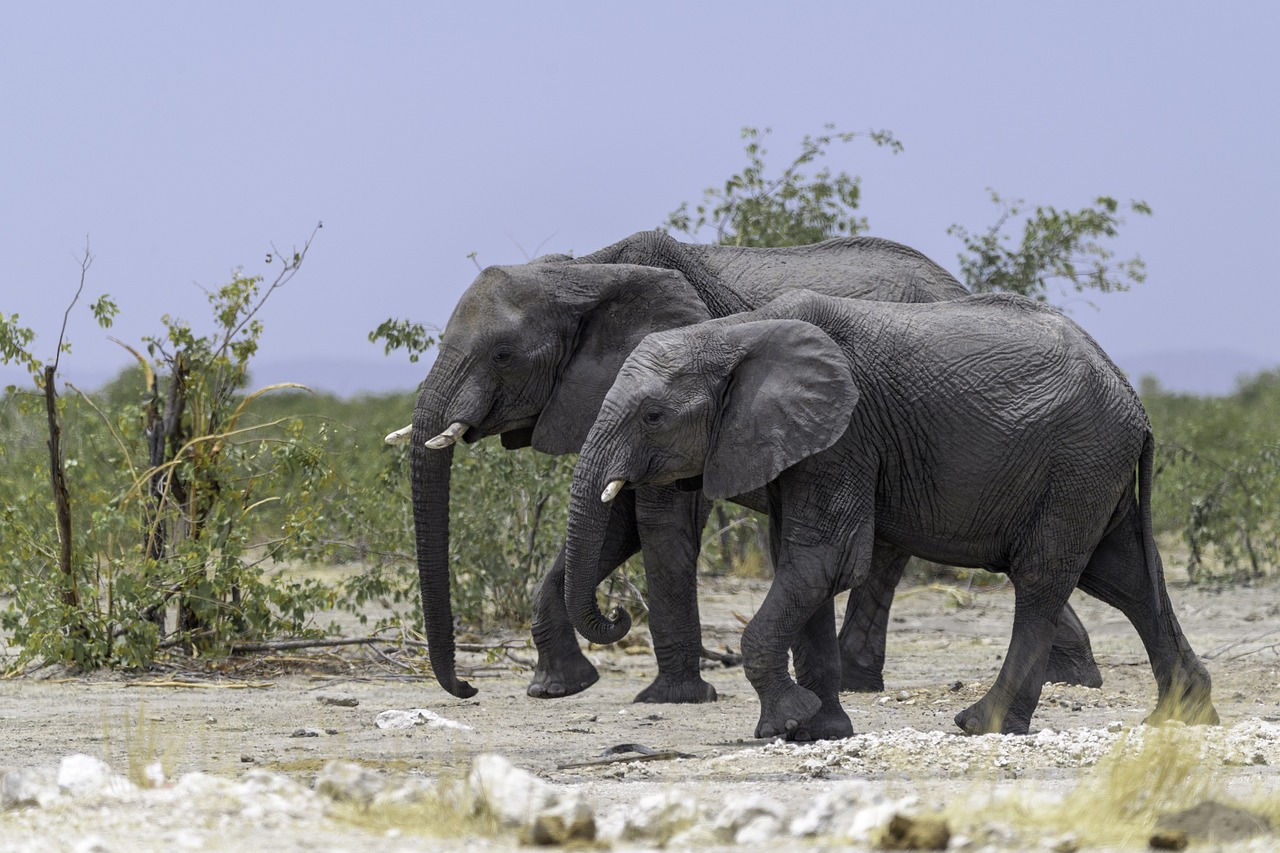 The Most Endangered Animals in Africa