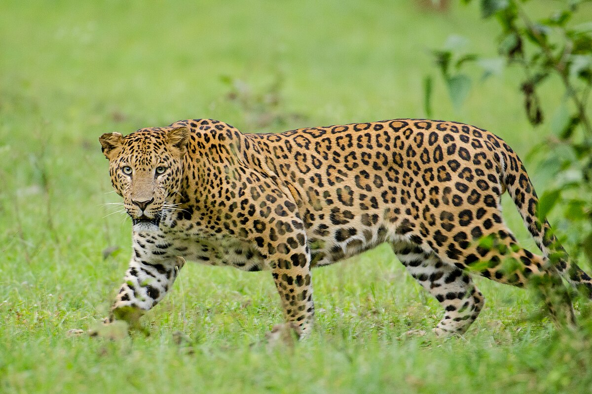 Why Jhalana Leopard Safari Park Should Be on Your Jaipur Bucket List?