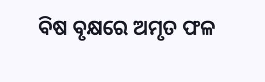 ବିଷ ବୃକ୍ଷରେ ଅମୃତ ଫଳ