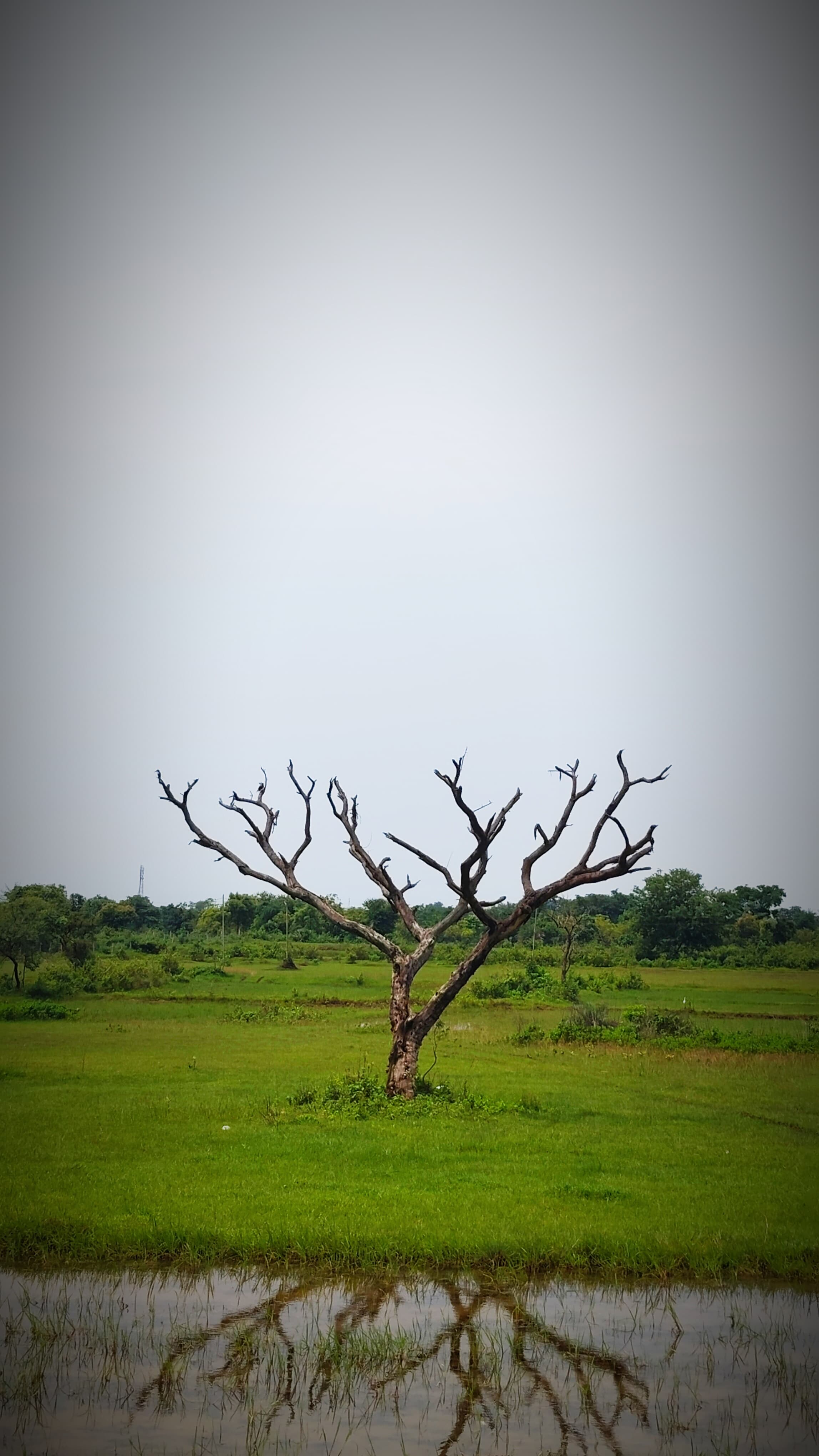 ଶୋଭା ତଳେ ନିଷ୍ପ୍ରଭତା