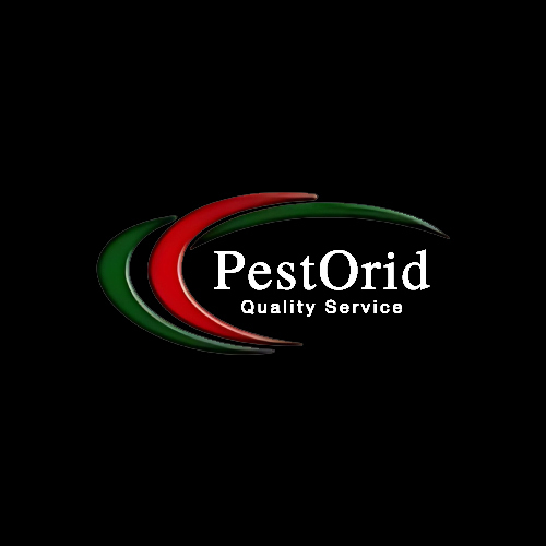 Termite Treatment Brampton: Expert Solutions for Termite Control