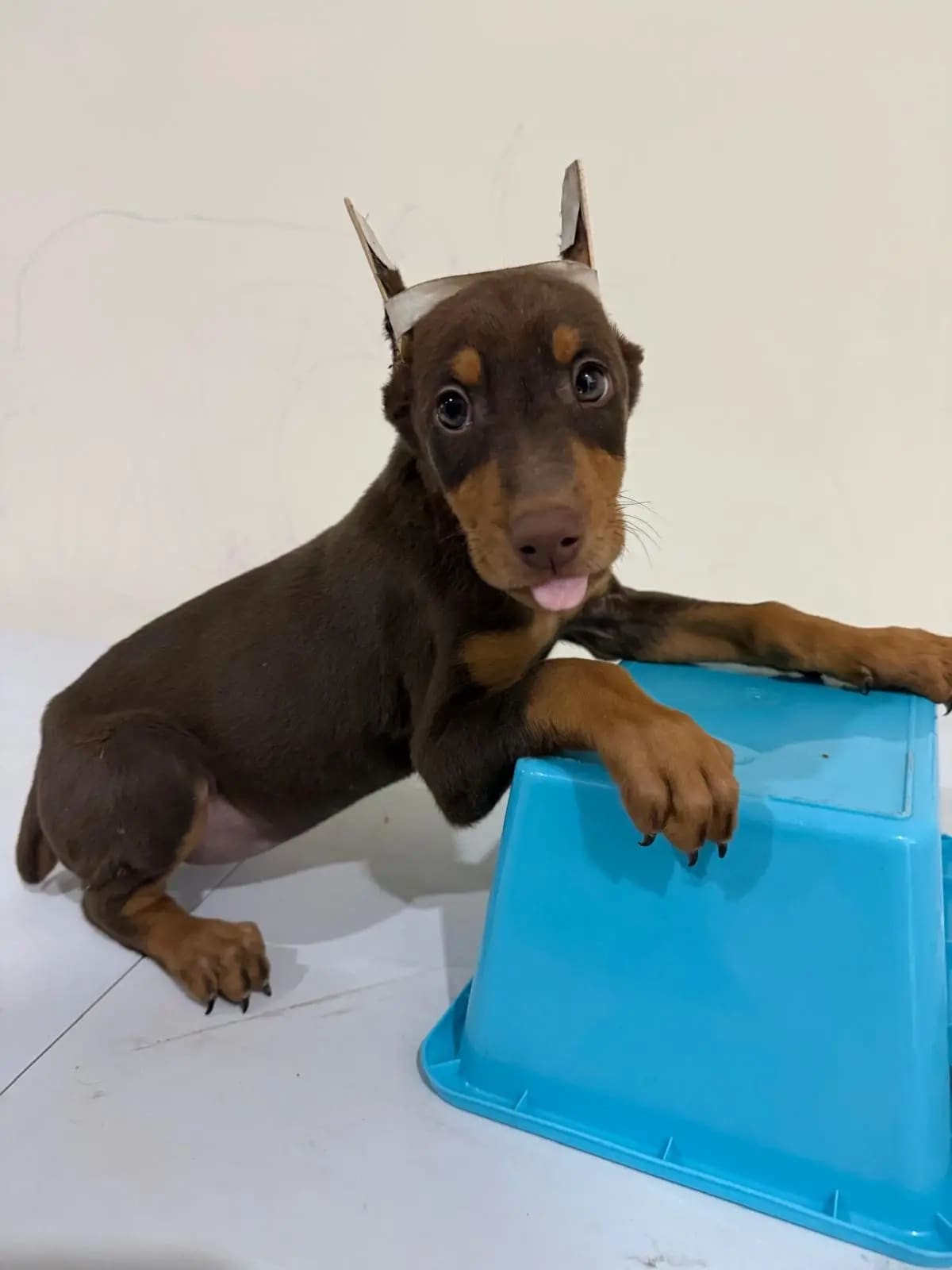 What Dog Breed Is Right for Me? Find the Best Match for Your Lifestyle