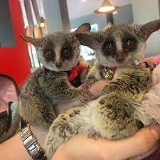 Bush Baby for Sale in USA & Canada 
