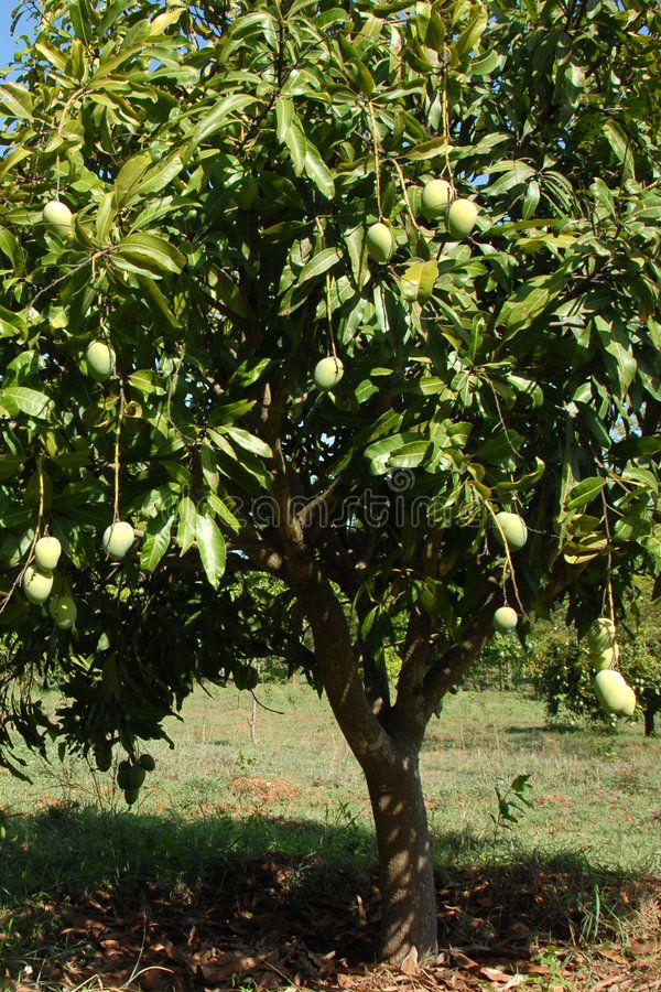 ଆମ୍ବ ବଉଳ Mango