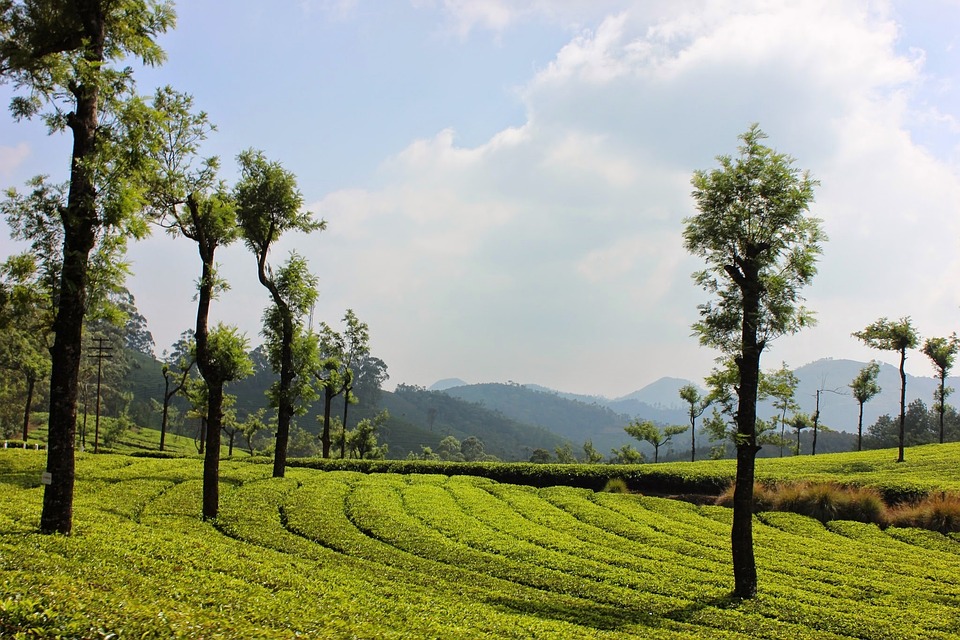 Kerala 8 days trip: Top Escapes in Munnar and Wayanad