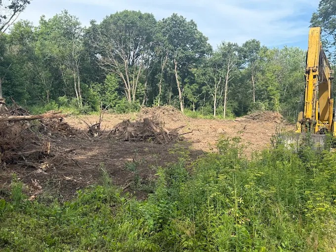Professional Tree Care and Removal Services in Wausau