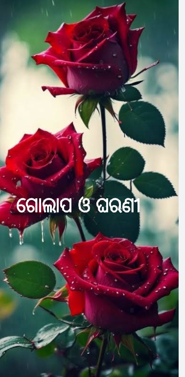 ଗୋଲାପ ଓ ଘରଣୀ 