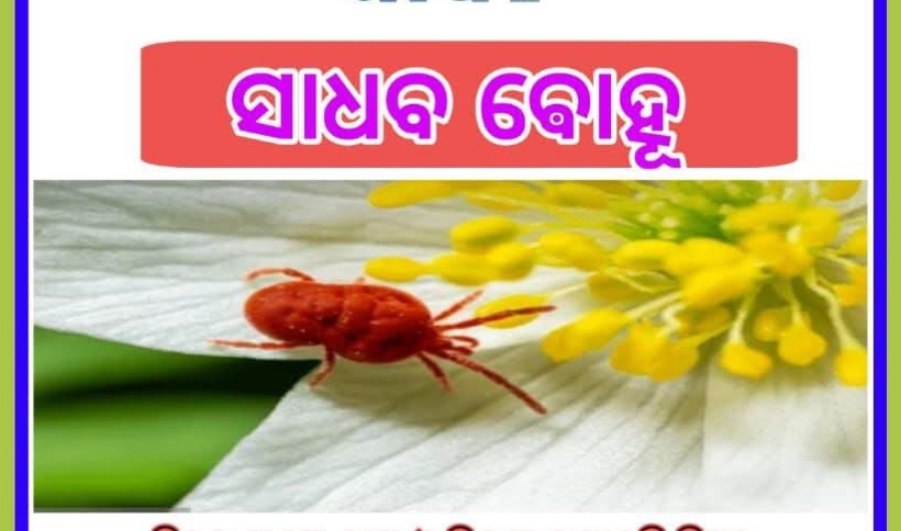 "ସାଧବ ବୋହୂ"