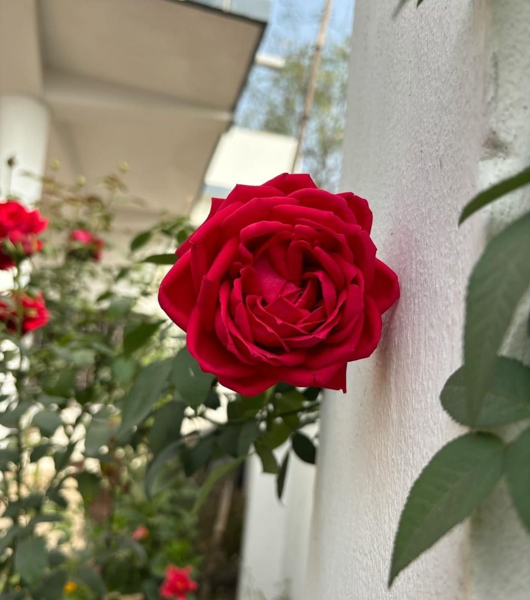 ଶାଶ୍ୱତ ପ୍ରେମ 🌹🌹
