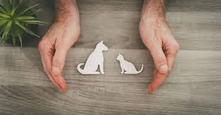Everything You Need to Know About Pet Insurance Coverage