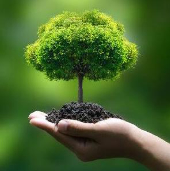 ଆସ ଲଗାଇବା ଗଛଟିଏ 