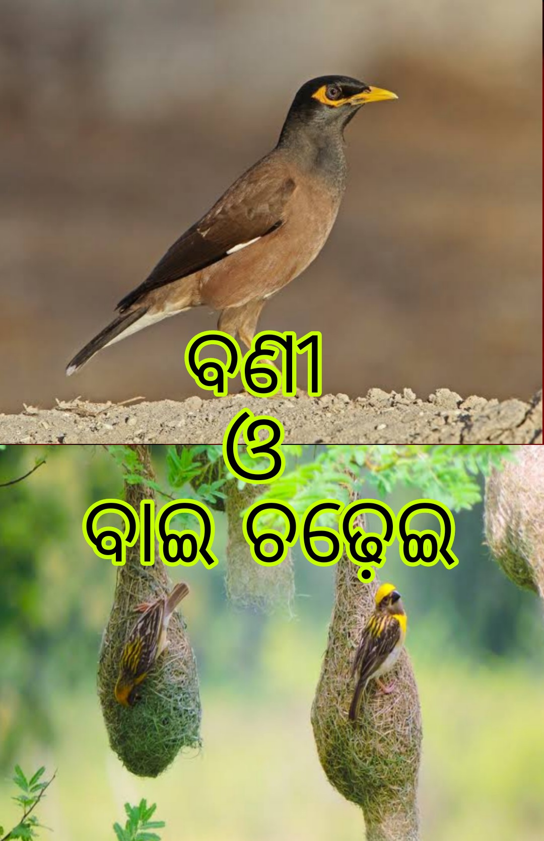 ବଣୀ ଓ ବାଇ ଚଢ଼େଇ