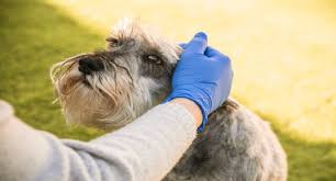 Pet Perfume Market: Elevating Pet Grooming and Wellness Trends Worldwide