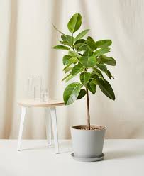 Ficus Plant: A Versatile and Elegant Indoor Companion