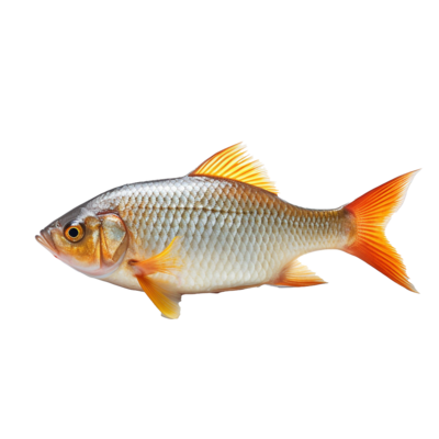 Fish is the Queen of Water ମାଛ ଜଳର ରାଣୀ 