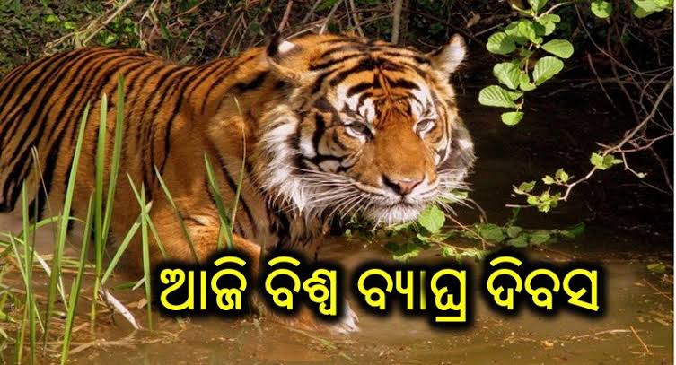 ବିଶ୍ଵ ବାଘ ଦିବସ