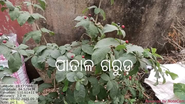 ଔଷଧୀୟ ବୃକ୍ଷ -ପାତାଳ ଗରୁଡ