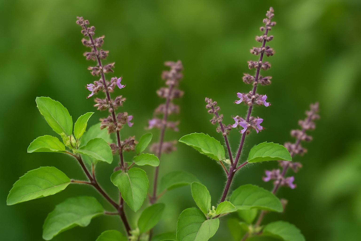 How Long Does It Take Tulsi to Grow?