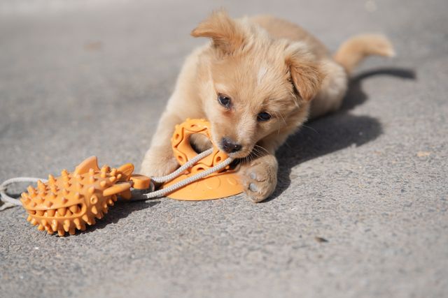 Pet Toys Online for Fun, Enrichment and Playtime