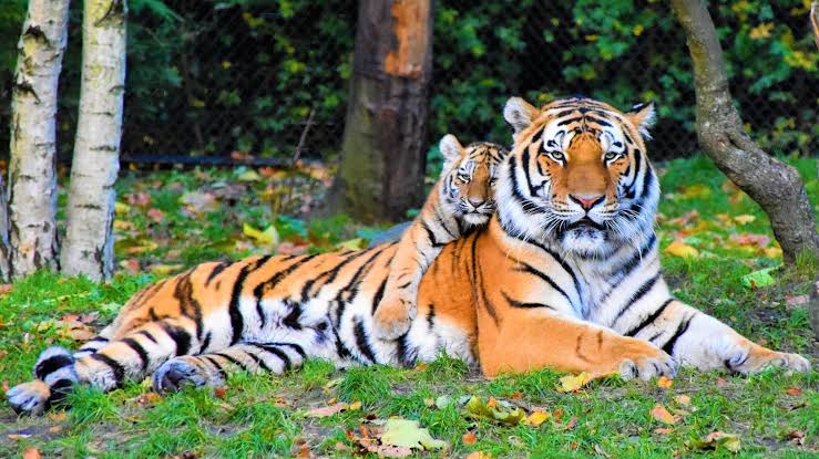 ବାଘ ବଞ୍ଚିଲେ ଜଙ୍ଗଲ ବଞ୍ଚିବ (If the tiger survives, the forest will survive)
