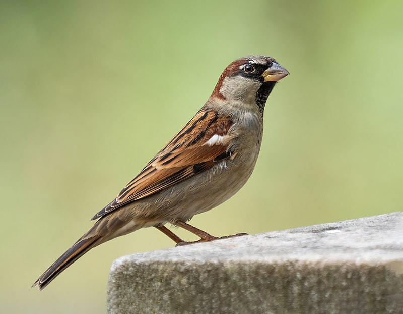 Sparrow ଘରଚଟିଆ 