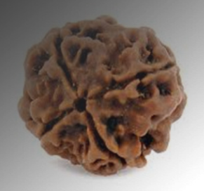 4 मुखी रुद्राक्ष: ज्ञान, बुद्धि, और सफलता का प्रतीक|4 Mukhi Rudraksha Benefits in Hindi