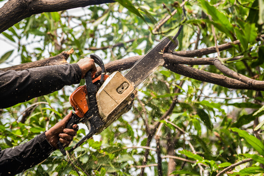 Affordable Tree Service: Expert Care Without the High Cost