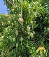 ବକୁଳ ଅମାବାସ୍ୟା 
