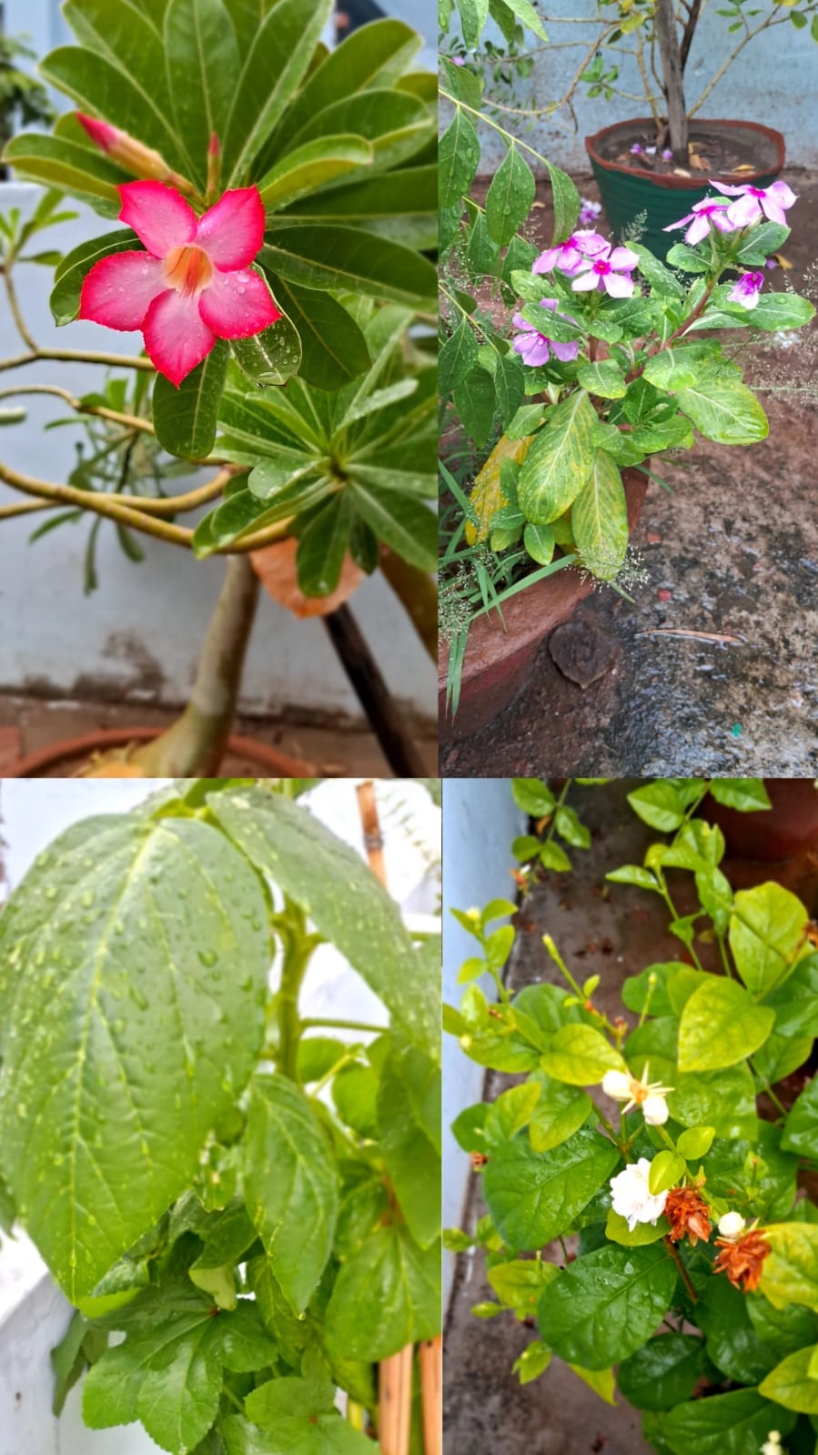 मेरी मानसून डायरी