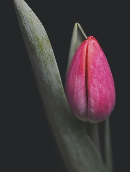 ମୋ ପ୍ରେମ ଓ ତୁମ ପ୍ରେମ..🥀