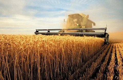 Grain Production Market: Driving Global Food Security, Agricultural Productivity and Sustainable Gro