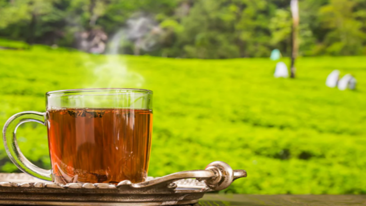 What Determines Darjeeling Tea Price? A Complete Buyer’s Guide