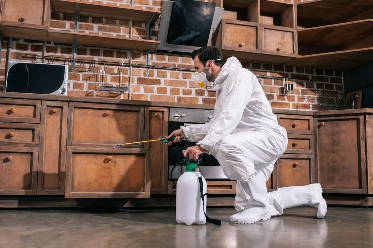 Pest Control Services in Lahore: A Practical Guide to Pest Management