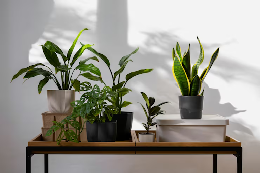 What Are the Best Low-Light Indoor Plants for Bangalore Apartments?