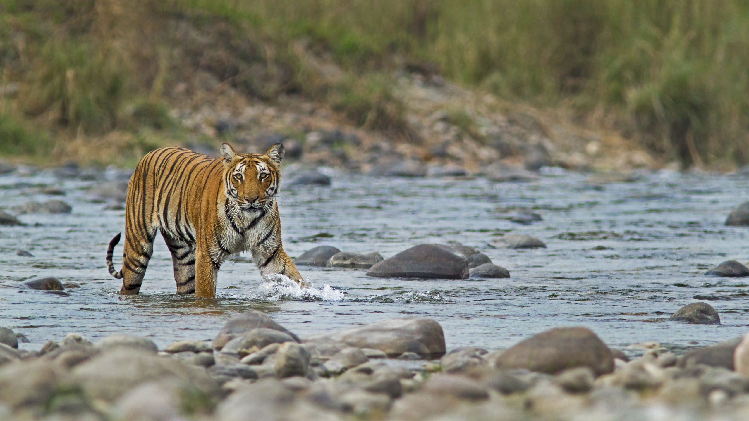 Rain, Relaxation, and Roars: Make the Most of the Long Weekend at Resorts by the Baagh