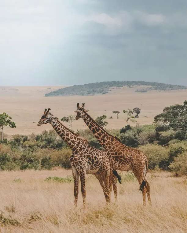 Why 2026 Is the Perfect Time to Experience a Kenya Safari From Australia
