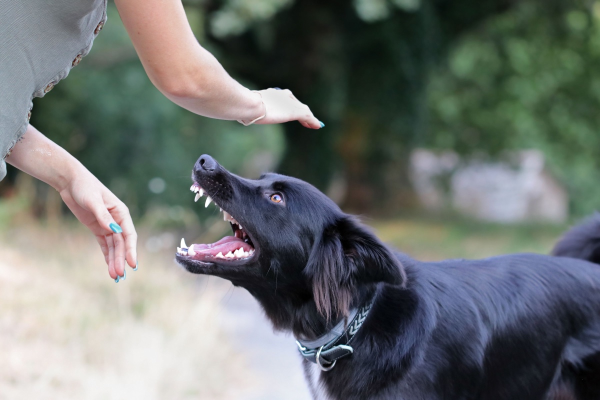 How a Dog Bite Attorney Las Vegas NV Helps Victims Pursue Fair Compensation